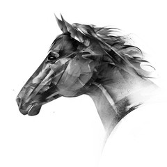 isolated drawn portrait of a horse head side © khius