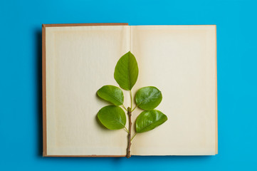 green leaves lie on an open book