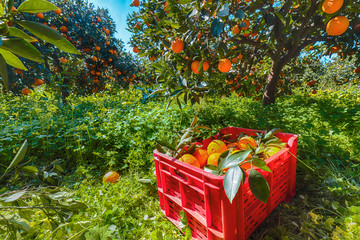 Red plastic fruit boxes full of oranges by orange trees during harvest season in Sicily