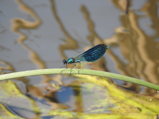 dragonfly sitting on a blade of grass near the reservoir