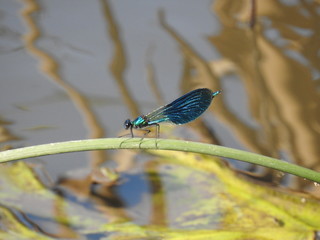 dragonfly sitting on a blade of grass near the reservoir