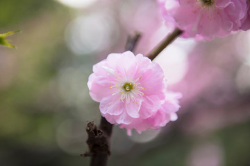 Fototapeta na wymiar Cherry Blossom 