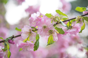 Cherry blossom