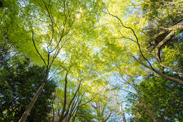 Fototapeta premium tree in forest