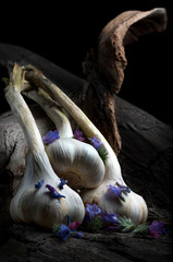 Garlic on wood frame and dark background