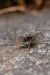 Dark brown spider perched on the stone