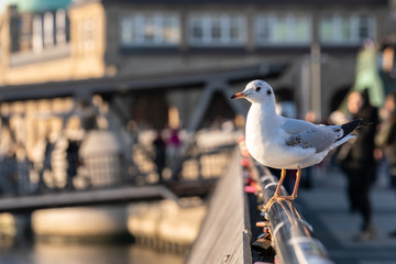 A seagull sits on a railing at Hamburg harbor