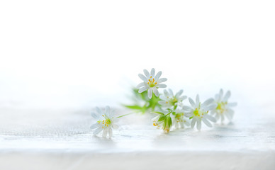 little white flowers on white background. art image summer nature concept. Abstract spring seasonal background with white flower. Elegant delicate gentle romantic scene. close up, copy space