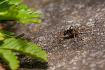Dark brown spider perched on the stone