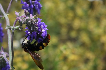 Scolia maculata   collecting nectar on flower