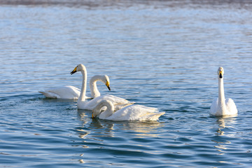 white swans in winter on a non-freezing river on a Sunny day