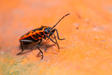 Detail of red bug perched on the piece of red brick