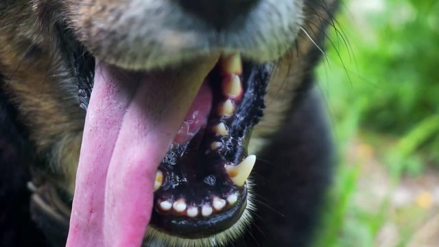 mouth of a healthy big dog close up