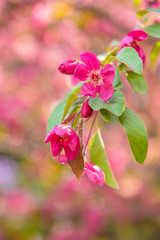 Fototapeta na wymiar pink flowers in garden