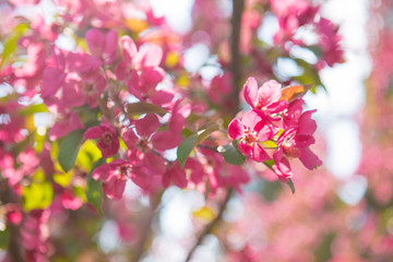 pink flowers in garden