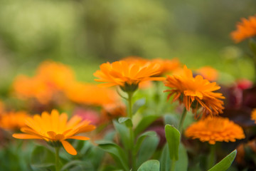 yellow flowers in the garden