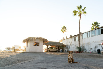 Dog outside a motel in the highway in California