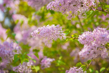 flowers in the garden