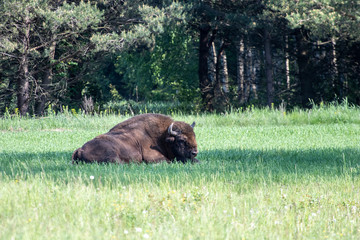 European bison in the bialowieza forest, ecotourism and nature photography, bison male in the green of the primeval forest