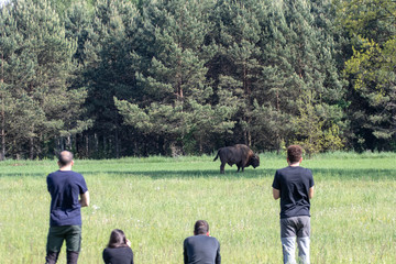 Naklejka na ściany i meble Tourists on a tour photograph a bison in the morning with the fog in the meadow of the primeval bialowieza forest. Ecouturism for naturalistic photography and sighting of wildlife