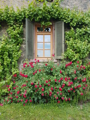 Fototapeta na wymiar Fenster mit Fensterläden und Rosenstrauch