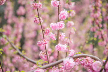 pink flowers in garden