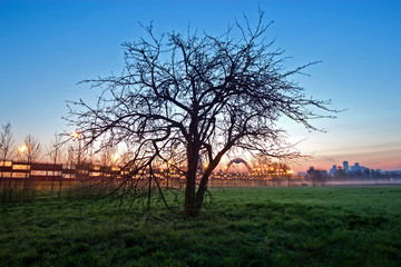 Fototapeta premium Lonely tree in Moscow