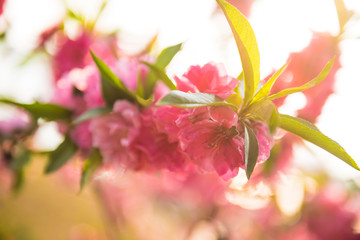 pink flowers on green background