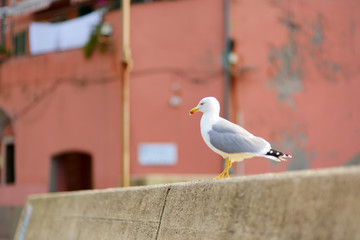 Obraz premium Pigeons and seagulls in small marina of Vernazza, one of the five centuries-old villages of Cinque Terre, located on rugged northwest coast of Italian Riviera.