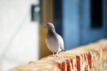 Doves and pigeons in Riomaggiore, the largest of the five centuries-old villages of Cinque Terre, Italian Riviera, Liguria, Italy.