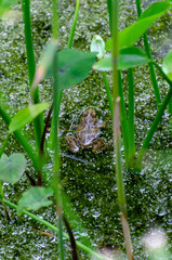 frog hidden in the pond