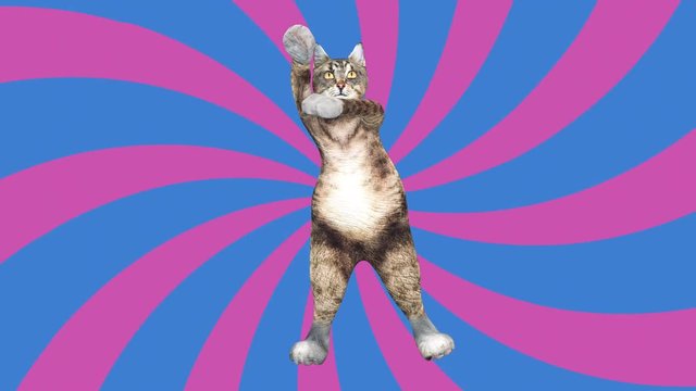 Comic tomcat waving paws and tail in an energetic clip summer mood. A cute brown pussycat dancing alone in a modern style in tunnel colour space. Cool and the best moves in stylish of the 80s and 90s