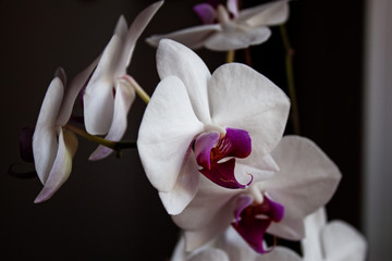 White orchid flowers on a dark background. In the interior.