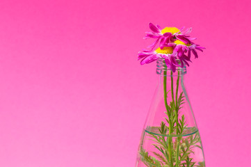 flowers in a glass bottle on a pink background