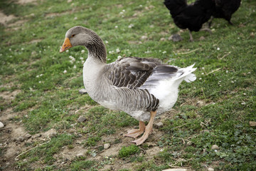 Goose on farm