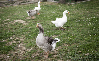 Goose on farm