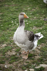 Naklejka na ściany i meble Goose on farm