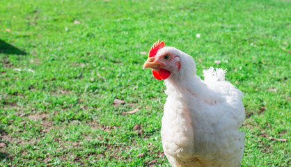 Chicken walks in the grass