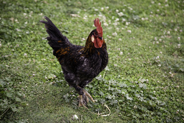 Rooster Poultry hen