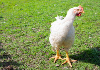 Chicken walks in the grass