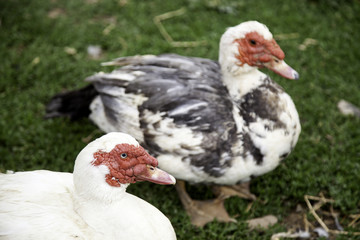 Goose on farm