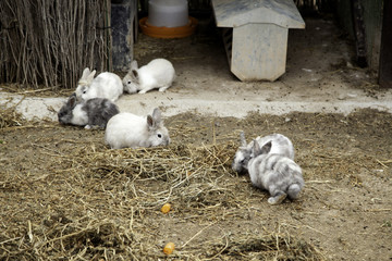 Rabbit angora farm