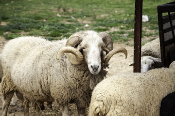 Sheep in farm
