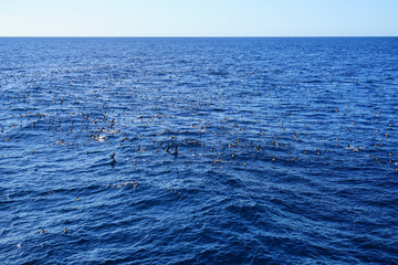Giant flock of birds feeding at the surface of the ocean with whales underneath in the Bay of Islands, New Zealand