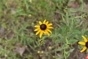 Black Eyed Susan