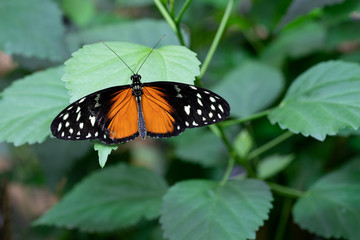 Golden longwing, Heliconius hecale
