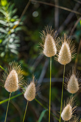 Obraz premium Hasenschwanzgras an einem schattigen Platz in Selinunte auf Sizilien