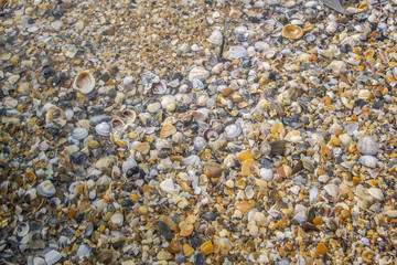 Sea sand texture made of shell and stone pieces. Scrap of sea shell on beach nature background. Concept for travel, vacation, holiday, background, wallpaper.