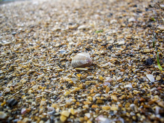 Sea sand texture made of shell and stone pieces. Scrap of sea shell on beach nature background. Concept for travel, vacation, holiday, background, wallpaper.