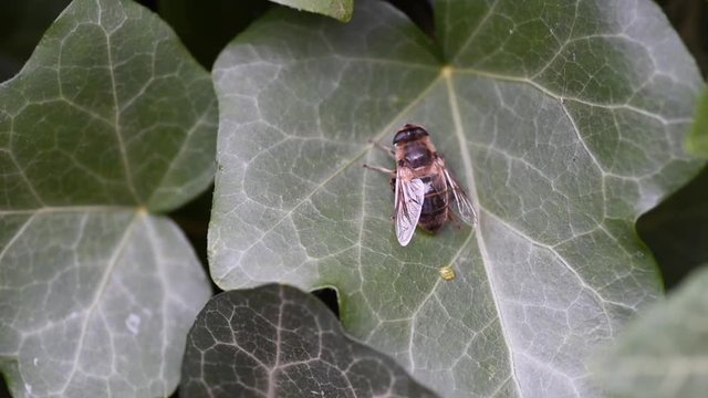 Big horse fly sitting on the green leaf in the evening